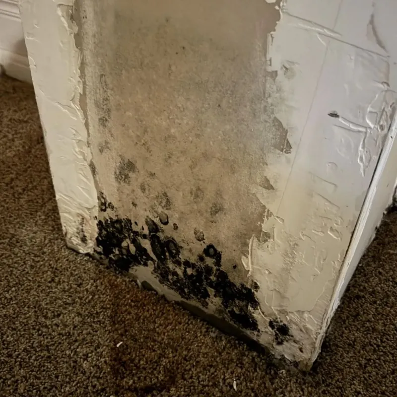 Professional Mold Removal in La Vista, NE